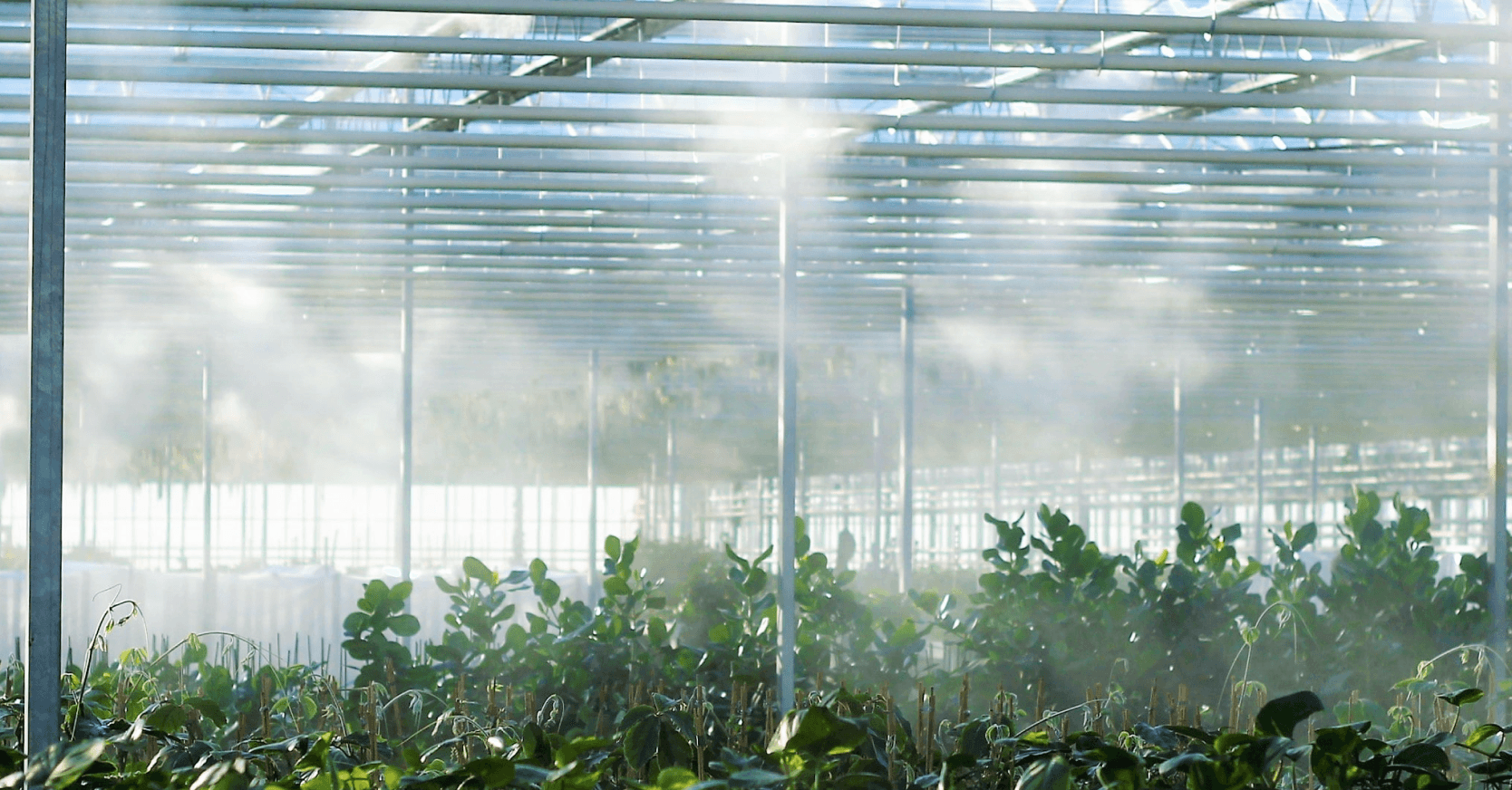 What are the 6 Challenges Facing Glasshouses in 2023?